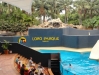 Show - Loro Parque (Teneriffa, Kanarische Inseln)