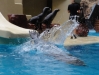 Seelöwen Show - Loro Parque (Teneriffa, Kanarische Inseln)