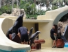 Show der Seelöwen - Loro Parque (Teneriffa, Kanarische Inseln)