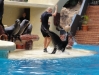 Show der Seelöwen - Loro Parque (Teneriffa, Kanarische Inseln)