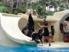 Show der Seelöwen - Loro Parque (Teneriffa, Kanarische Inseln)