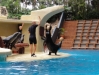 Show der Seelöwen - Loro Parque (Teneriffa, Kanarische Inseln)