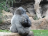 Gorilla - Loro Parque (Teneriffa, Kanarische Inseln)