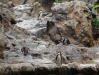Pinguine - Loro Parque (Teneriffa, Kanarische Inseln)