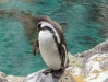 Pinguin - Loro Parque (Teneriffa, Kanarische Inseln)