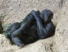 Schimpanse - Loro Parque (Teneriffa, Kanarische Inseln)