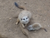 Erdmännchen - Loro Parque (Teneriffa, Kanarische Inseln)