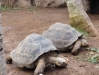 Schildkröten - Loro Parque (Teneriffa, Kanarische Inseln)