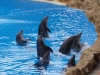 Delfinshow  - Loro Parque (Teneriffa, Kanarische Inseln)