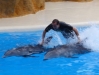 Delfinshow  - Loro Parque (Teneriffa, Kanarische Inseln)