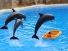 Delfinshow  - Loro Parque (Teneriffa, Kanarische Inseln)