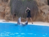 Delfinshow  - Loro Parque (Teneriffa, Kanarische Inseln)