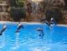 Delfinshow  Delfinshow  - Loro Parque (Teneriffa, Kanarische Inseln)