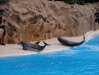 Delpine Delfinshow  - Loro Parque (Teneriffa, Kanarische Inseln)