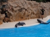 Delpine Delfinshow  - Loro Parque (Teneriffa, Kanarische Inseln)