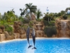 Delpine Delfinshow  - Loro Parque (Teneriffa, Kanarische Inseln)