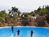 Delpine Delfinshow  - Loro Parque (Teneriffa, Kanarische Inseln)