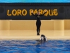 Orca Show  - Loro Parque (Teneriffa, Kanarische Inseln)