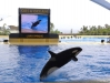 Orca Show  - Loro Parque (Teneriffa, Kanarische Inseln)