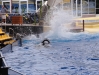 Orca Show  - Loro Parque (Teneriffa, Kanarische Inseln)