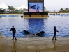 Orca Show  - Loro Parque (Teneriffa, Kanarische Inseln)