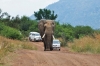 Elefant Amarula bahnt sich den Weg (Pilanesberg) Südfrika