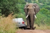 Elefant Amarula streift Auto (Pilanesberg) Südfrika
