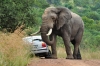 Elefant Amarula wirft Auto um (Pilanesberg) Südfrika