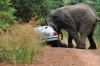 Elefant Amarula wirft Auto um (Pilanesberg) Südfrika