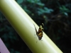 Schmetterling im Nationalpark Iguacu Iguazu