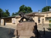 African Lion am Eingang - The Lion Park (bei Johannesburg, Südafrika)