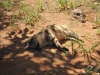 Hyäne - The Lion Park (bei Johannesburg, Südafrika)