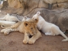 Baby Löwe und weiße Löwen - The Lion Park (bei Johannesburg, Südafrika)