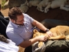 Schmusen mit den Löwen - The Lion Park (bei Johannesburg, Südafrika)