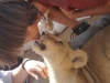 Löwe und Pfleger - The Lion Park (bei Johannesburg, Südafrika)