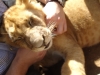 Schmusen mit den Löwen - The Lion Park (bei Johannesburg, Südafrika)