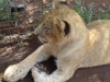 Junger Löwe - The Lion Park (bei Johannesburg, Südafrika)