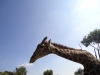 Giraffe - The Lion Park (bei Johannesburg, Südafrika)