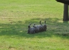 Witziges Zebra - The Lion Park (bei Johannesburg, Südafrika)