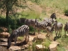 Zebras am Wasserloch der Kwa Maritane Lodge (Pilanesberg, Südafrika)