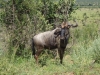 Gnu bei der Safari (Pilanesberg, Südafrika)