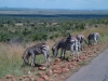Zebras bei der Safari (Pilanesberg, Südafrika)