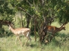 Antilopen bei der Safari (Pilanesberg, Südafrika)