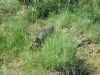 Warzenschwein bei der Safari (Pilanesberg, Südafrika)