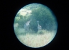 Giraffe bei der Safari (Pilanesberg, Südafrika)