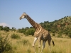 Giraffe bei der Safari (Pilanesberg, Südafrika)