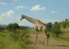 Giraffe bei der Safari (Pilanesberg, Südafrika)