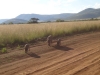 Warzenschweine bei Safari (Pilanesberg, Südafrika)