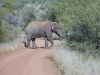 Elefant auf der Straße (Pilanesberg, Südafrika)