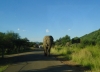 Elefant auf der Straße (Pilanesberg, Südafrika)